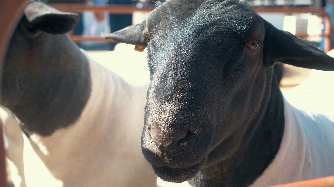 The National Dorper Sale