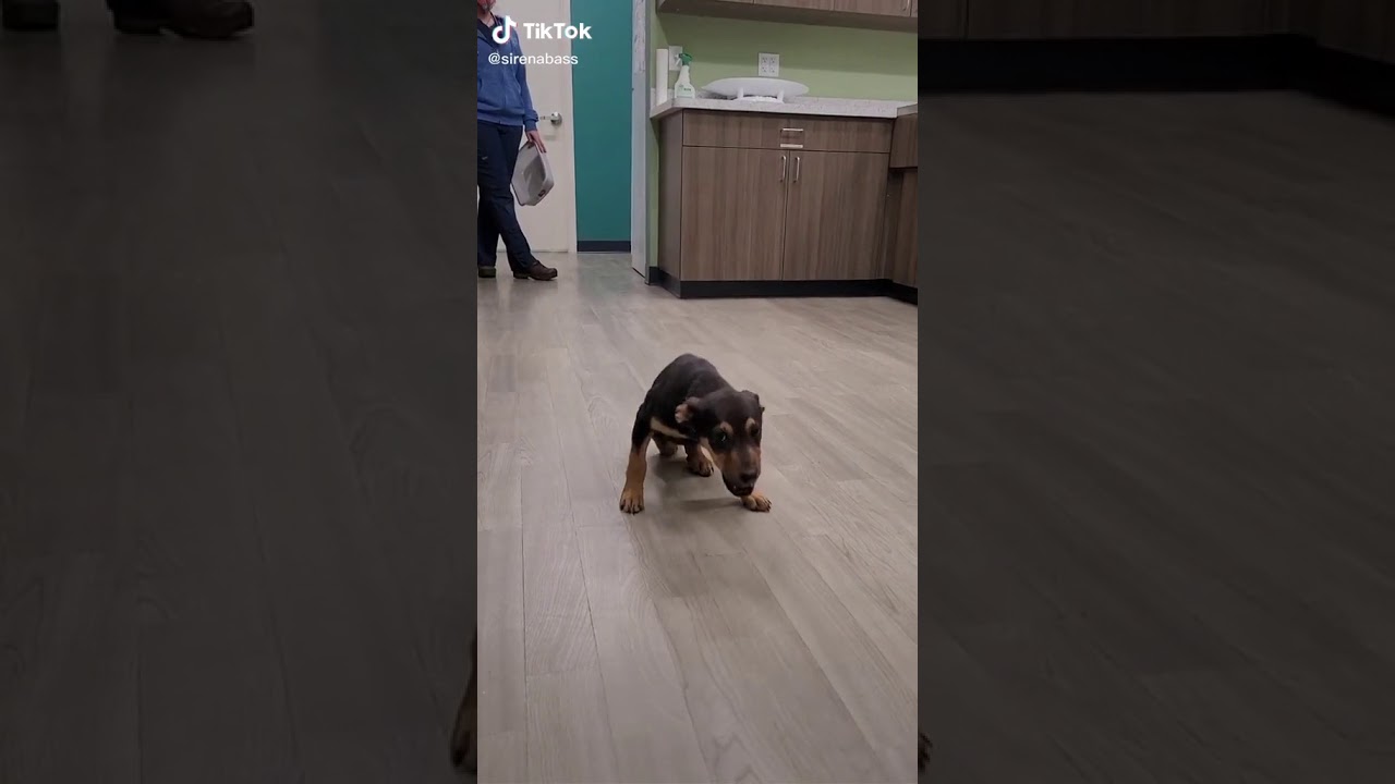 Look at my happy happy guy! Oh just a happy happy happy dog! (tiktok trend)