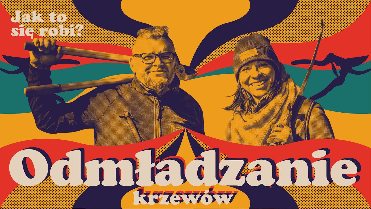 Odmładzanie krzewów - jaśminowiec i śnieguliczka