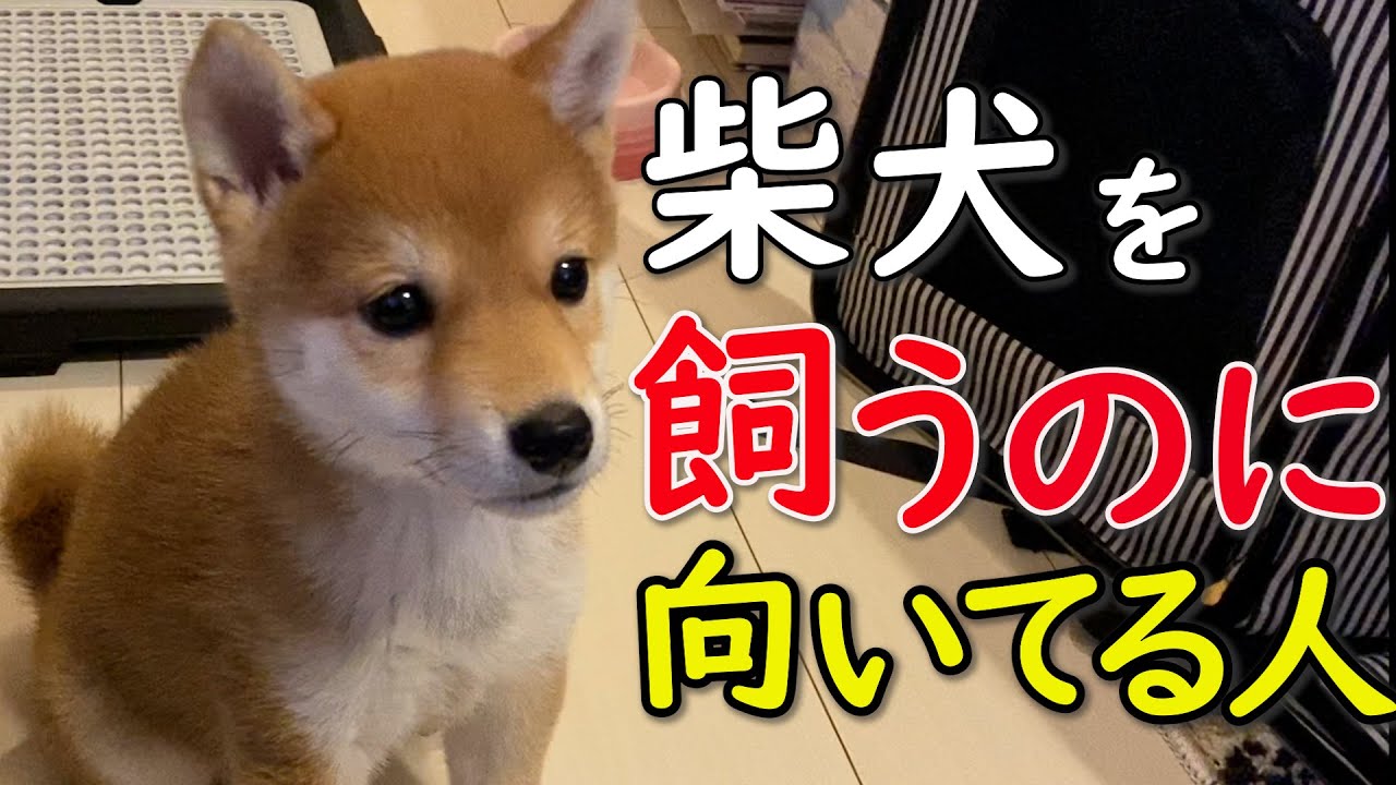【音声解説】飼う前に見て！柴犬を飼うのに向いている人の特徴