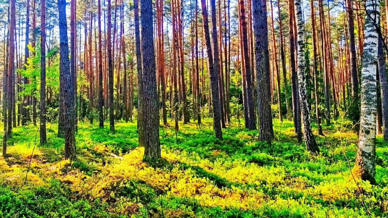 Звуки леса в формате 4K для успокоения 🌿 Умиротворяющее пение птиц и зелень для релаксации🌿