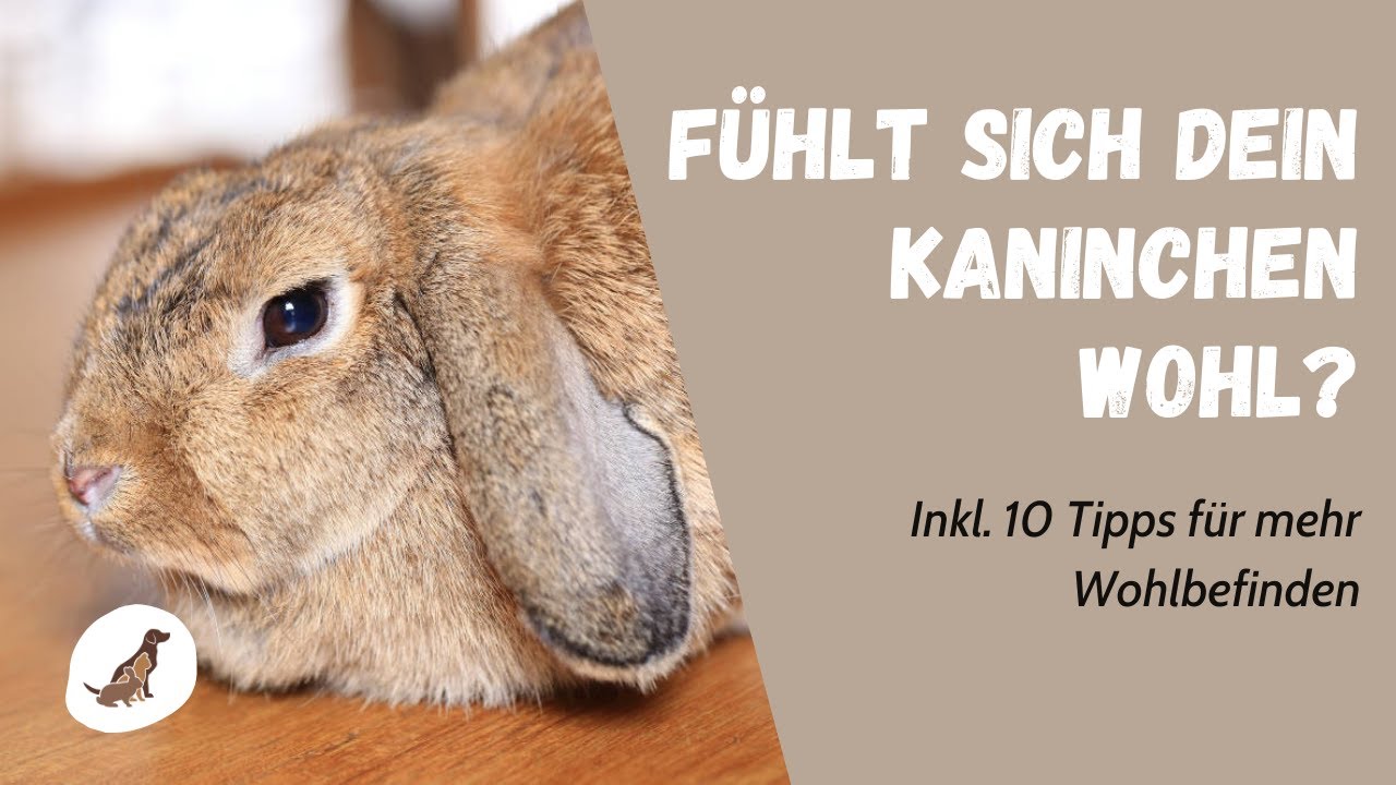Woran erkenne ich, dass sich Kaninchen wohlfühlen? Inkl. 10 bewährter Tipps