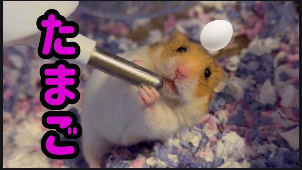 新メンバー！40gの衝撃？たまごをお迎えしました🥚 New hamster Tamago joined our family!