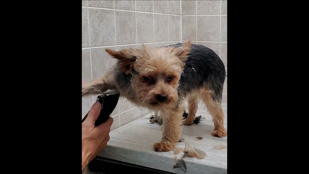 Yorkshire & Biewer Terrier full grooms with various short videos, dog grooming, no restraints
