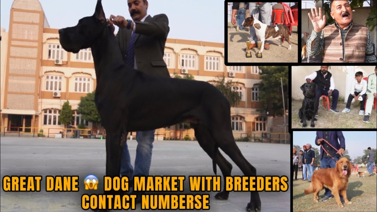 AMRITSAR DOG SHOW BIGGEST GREAT DANE 😱 DOG MARKET WITH BREEDERS CONTACT NUMBERS