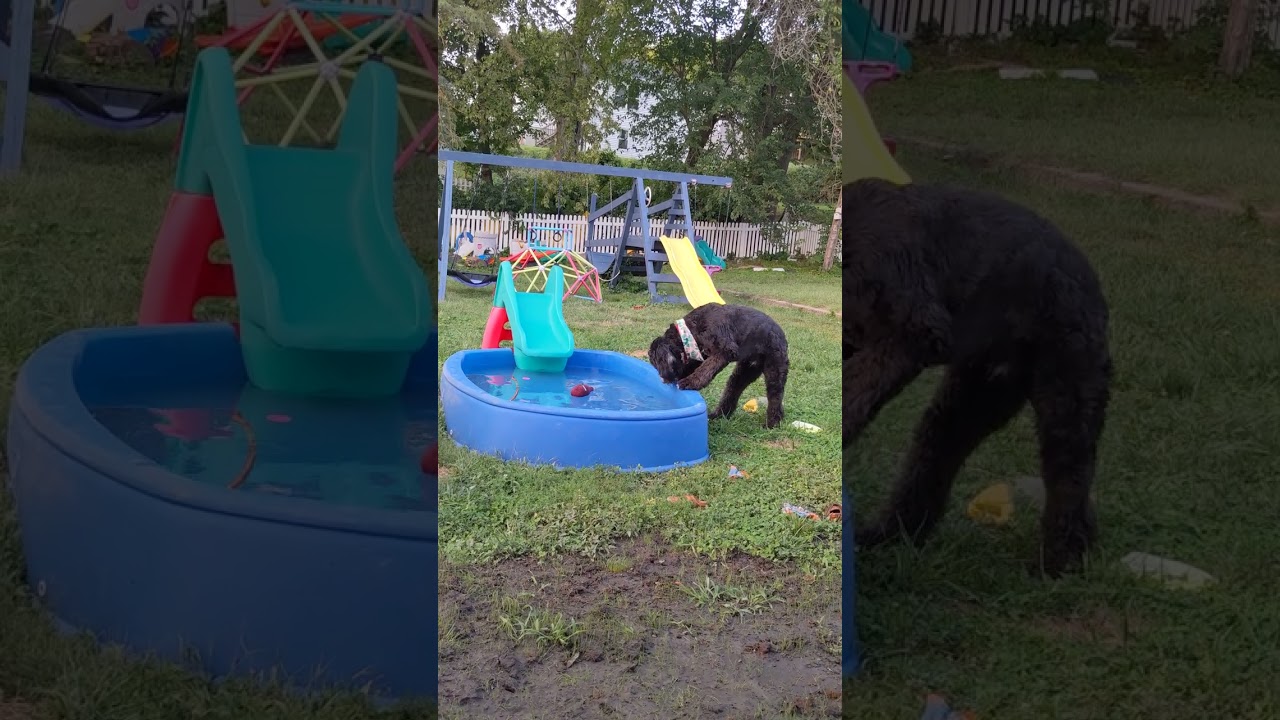 Oscar the sheepadoodle battles the toy in the baby pool. 2022