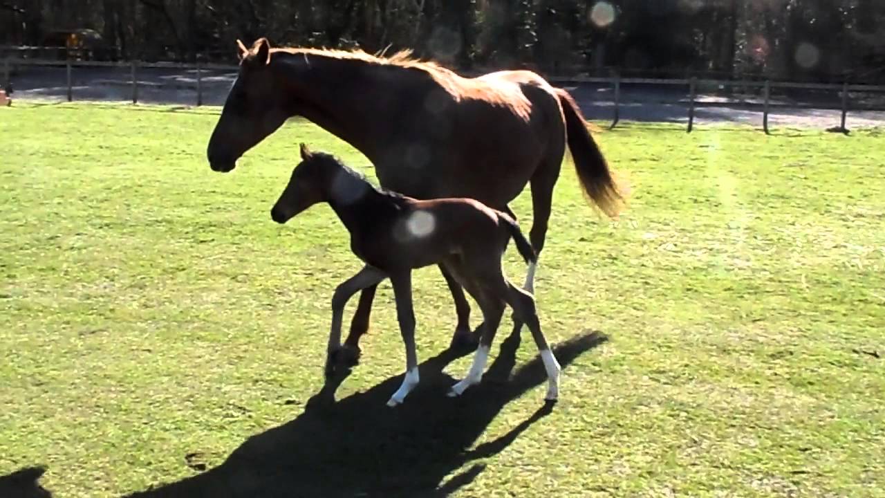 Laris Farm foal's first time in the field 20-4-13
