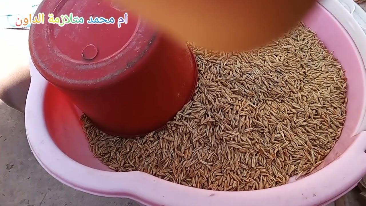 مراحل تحضير بلبولة البندق من الشعير  من الاول تال الاخير