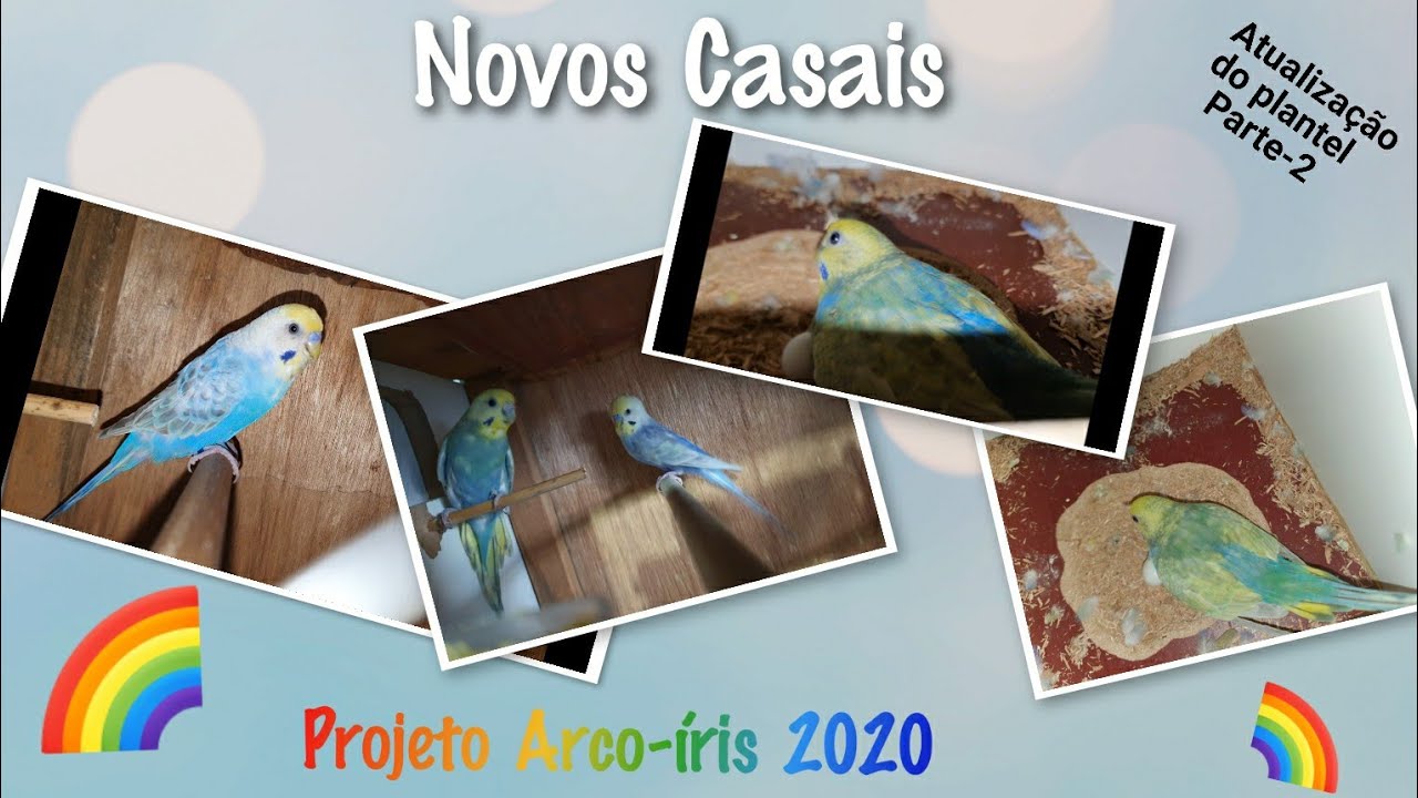 ATUALIZAÇÃO DAS AVES: Novos Casais projeto 🌈arco-íris🌈 2020.