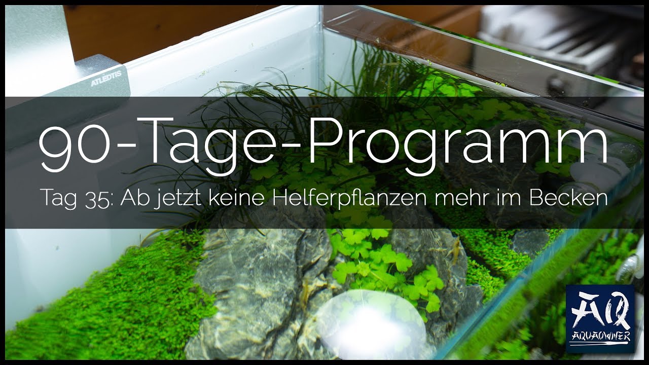 Tag 35 (Tropica 90-Tage-Programm): Alle Helferpflanzen entfernen | AquaOwner