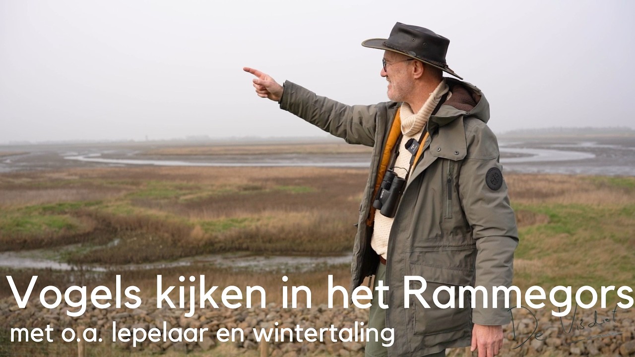 Vogels kijken in het Rammegors bij Sint-Philipsland #1748