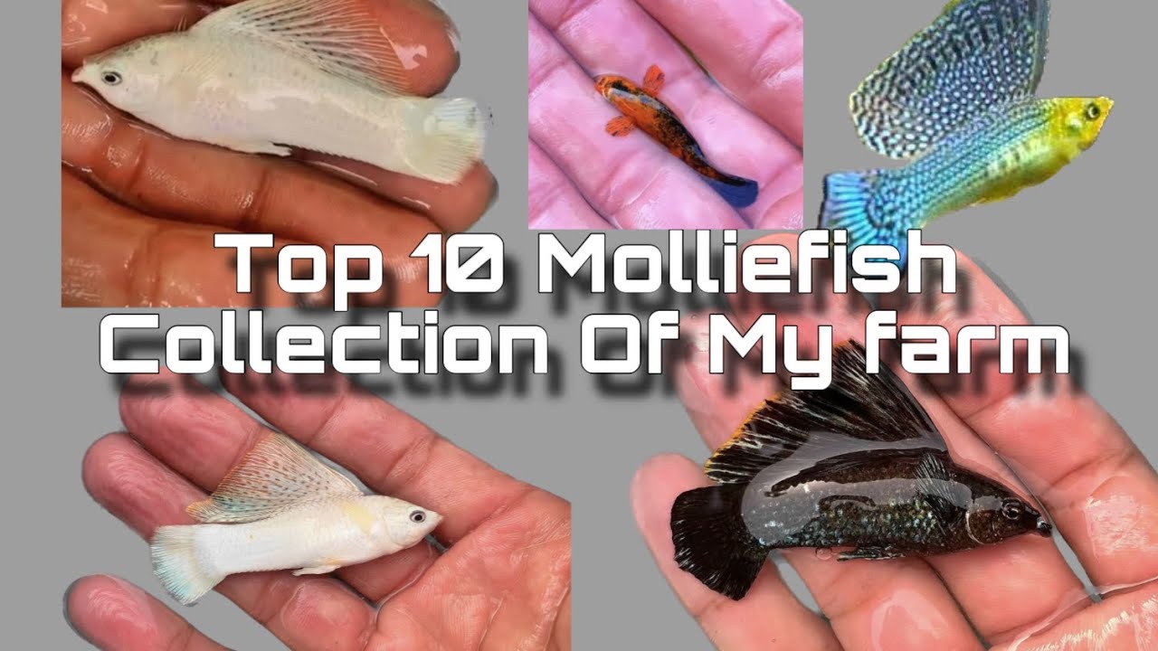 How to breed Mollies for profit | how to keep Mollie fish | mollyfish farm