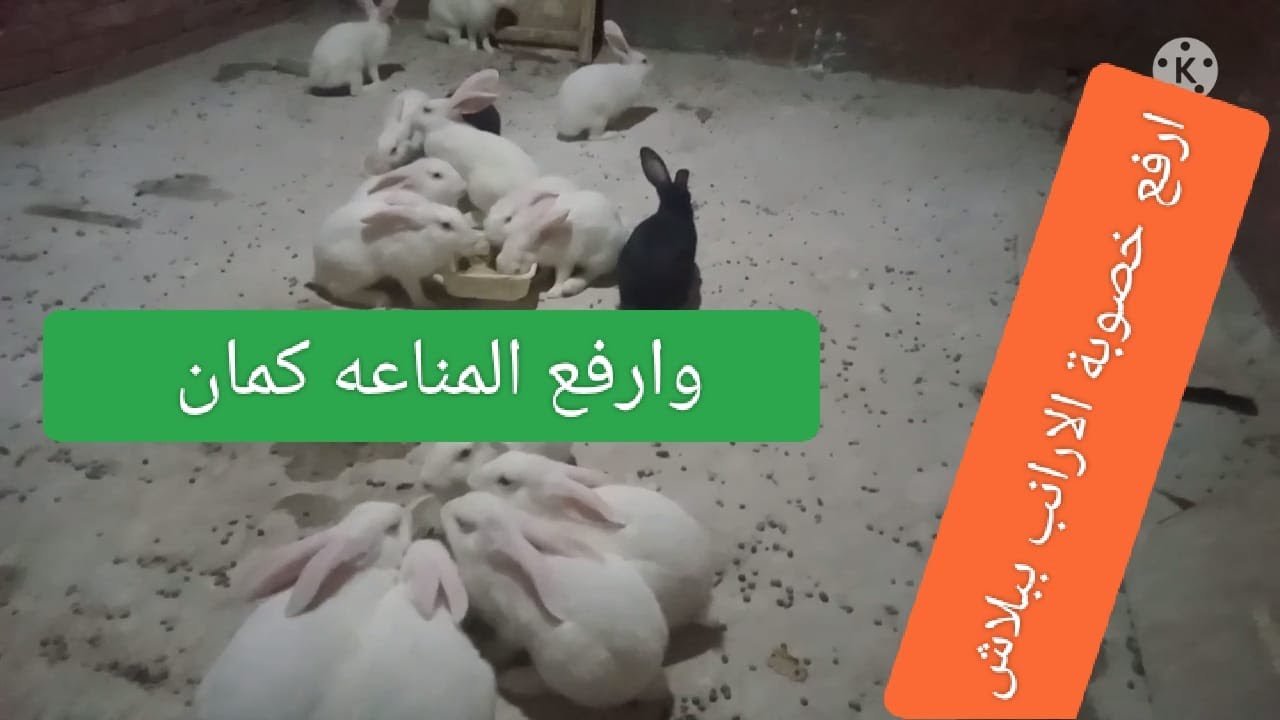 عالج الارانب وزود الخصوبه ببببببلاش