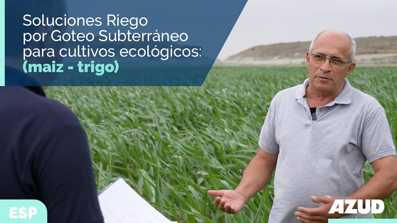 Riego Por Goteo Subterráneo en finca de maíz y trigo: ahorro de agua y fertilizantes