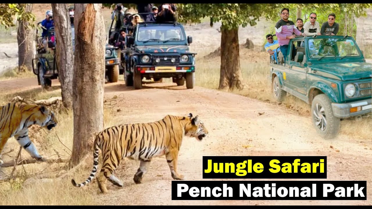 Pench National Park | Jungle Safari | Pench Tiger Reserve | Pench Wildlife sanctuary | Santu Dhurwe