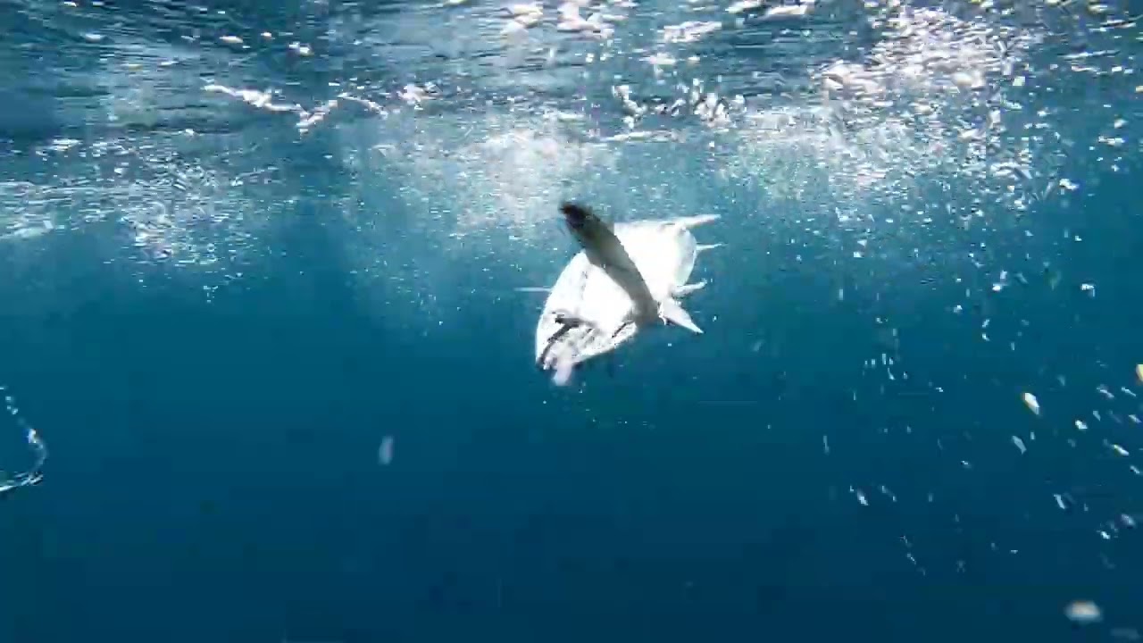 Pesca Curricán Estrecho. Curri entre Bacoretas. ⚠️💯🎣.