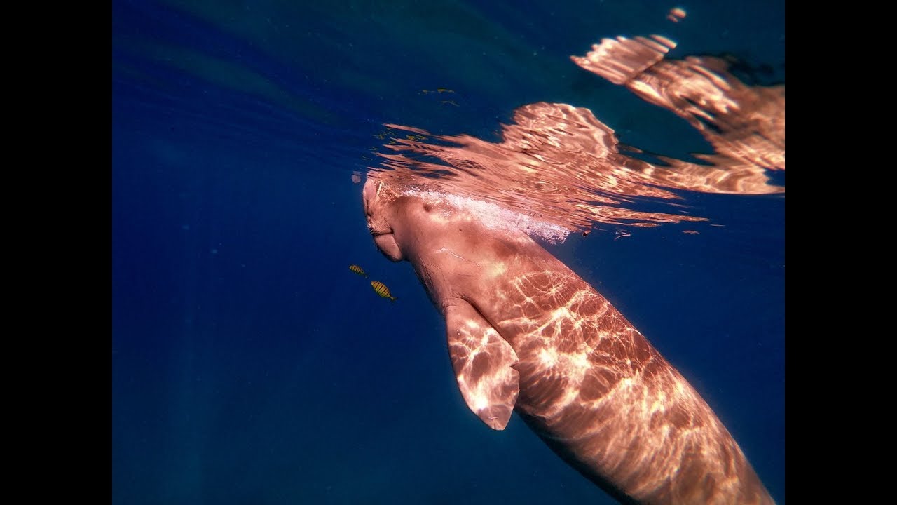Shams Alam 2019 - Best of the Red Sea - corals, nemo, turtle, dugong