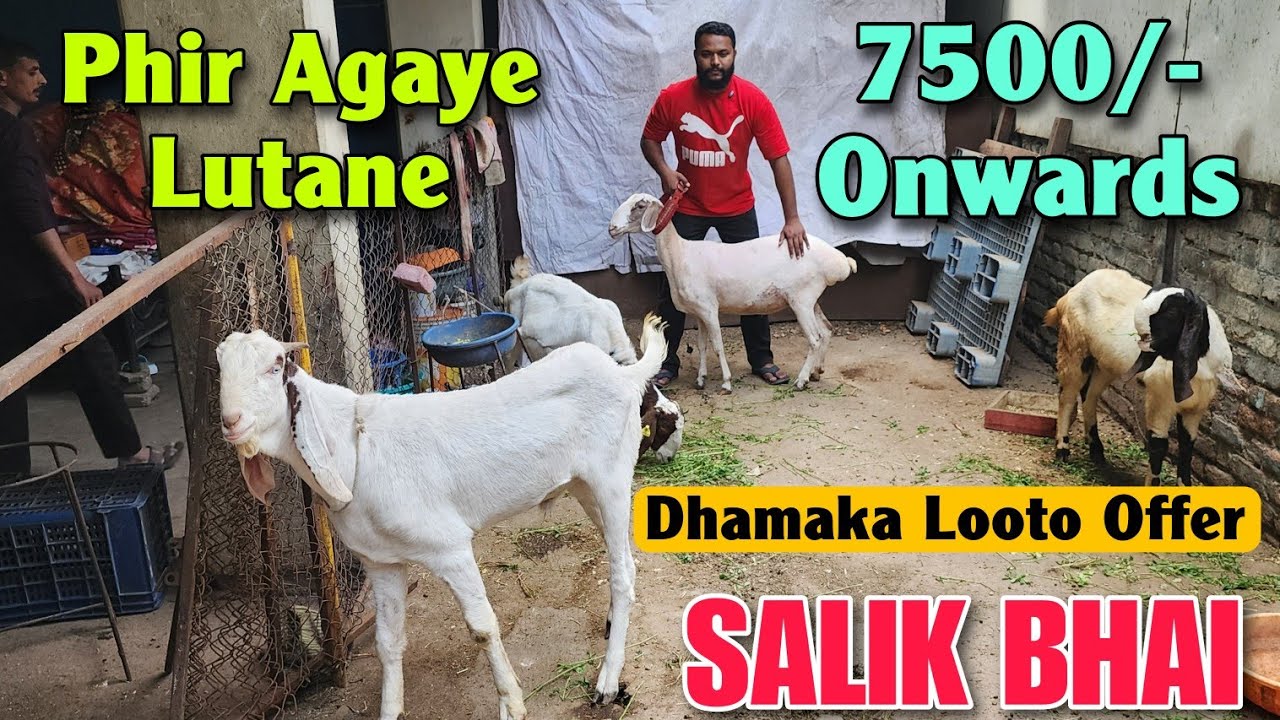 7500/- Onwards Ek Dum Saste Bakra Bakri At SALIK BHAI | Dhamaka Offer Goat In Nasik 