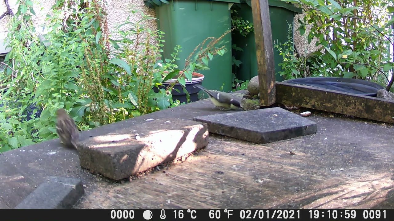 Wildkamera Crenova 07.07.2022 mein kleines Garten Gewusel