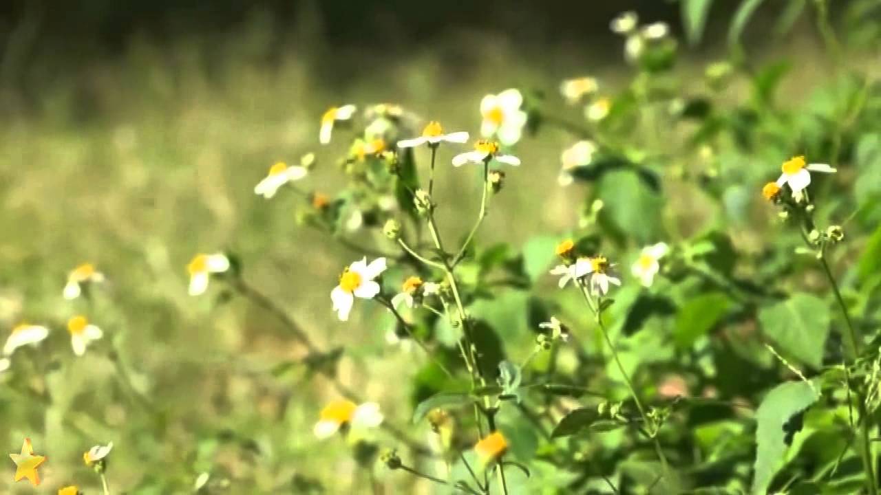 ☆ Schoulená - Turbo [HD]