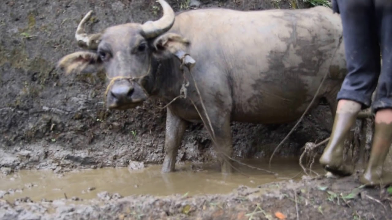 Water Buffalo Plowing Rice Terrace