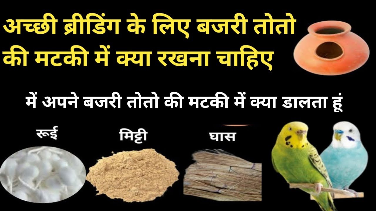 Bajri Toto Ka Nest Material Kya Hota Hai | Budgies Female Ki Matki Mai Kya Rakhna Chahiye #budgies