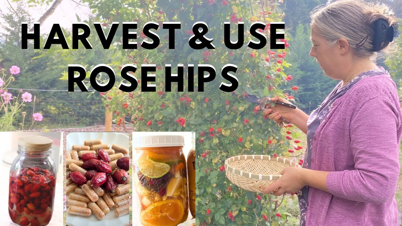 Get Crafty with Me: Make Rose Hip Tea | Rose Hip Master Tonic Recipe