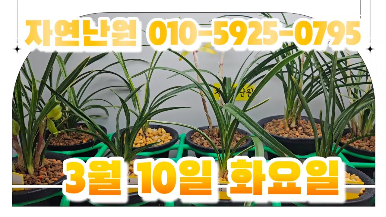[3월 10일] 녹운복륜, 수정단엽, 입변복륜, 철갑단엽, 원명, 녹원, 산반중투, 주금화, 홍화, 산반화, 원판홍화, 자화색설 총 12개체입니다♡