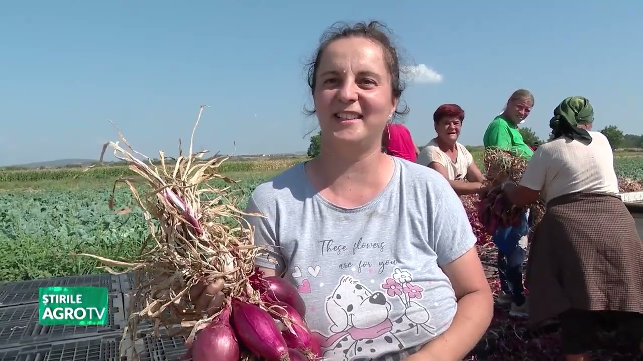 Ceapa Roșie de Buzău “și a facut” COOPERATIVĂ!  18 09 2025