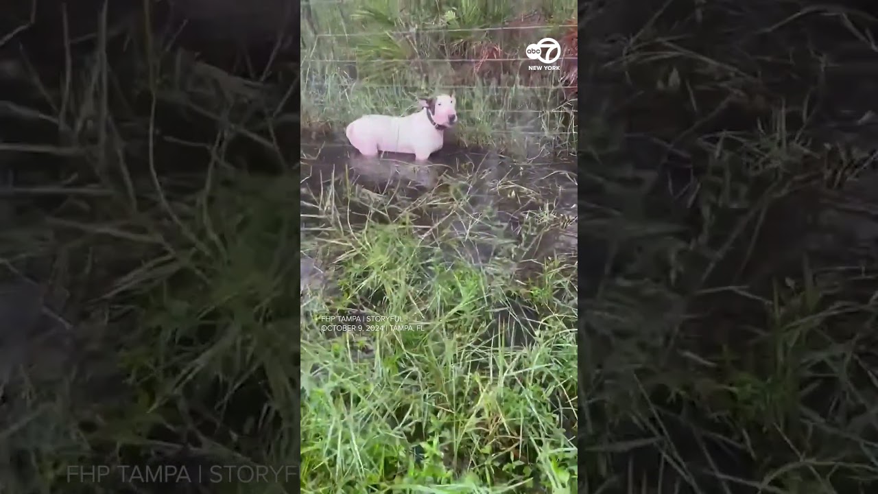Hurricane Milton: Dog left tied to fence rescued by Florida state troopers