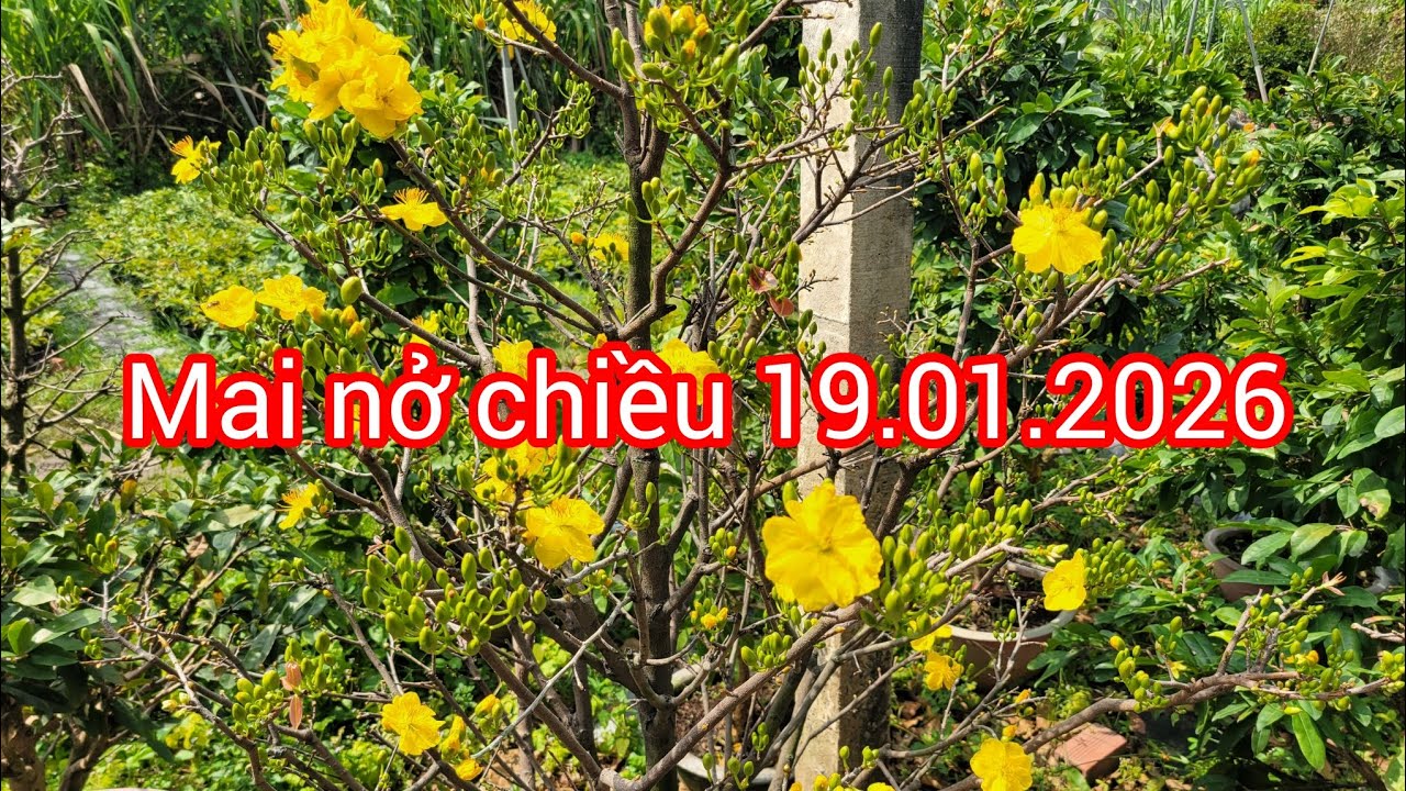 Hoa nở sau 17 ngày lặt lá.