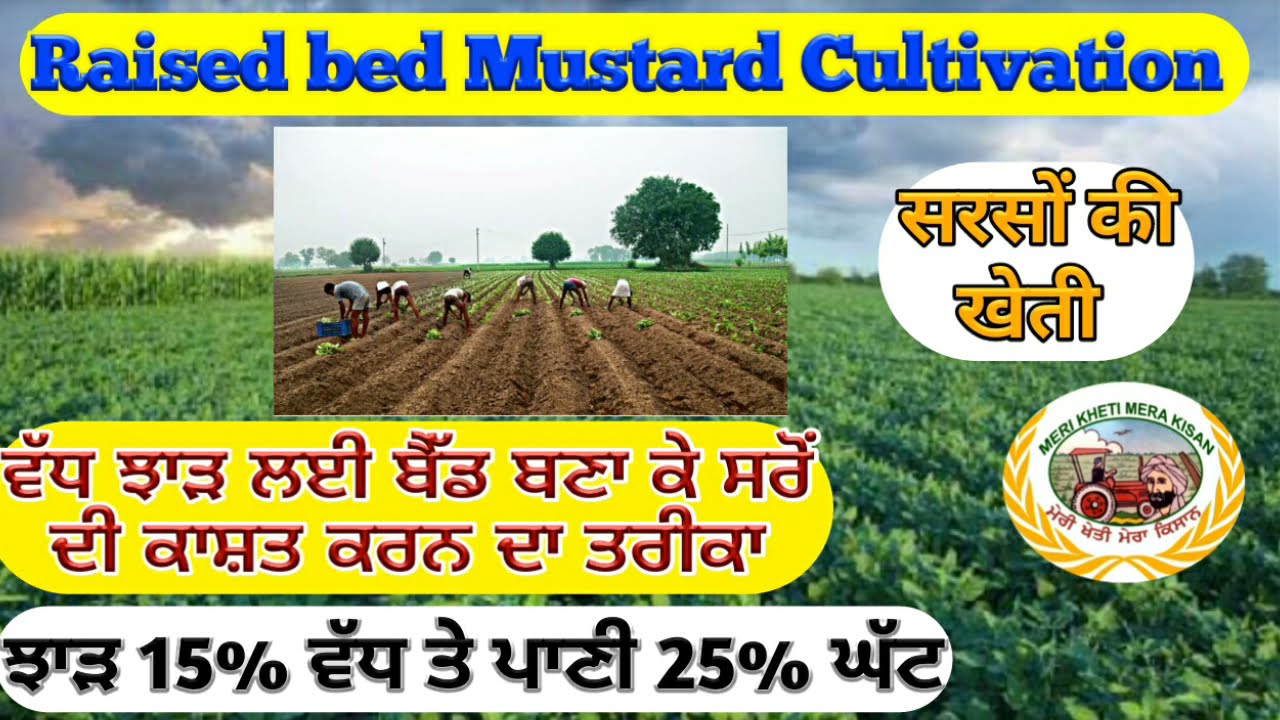 Raised bed mustard Cultivation (ਇਸ ਤਰੀਕੇ ਨਾਲ ਸਰੌਂ ਤੋਂ 15% ਤੱਕ ਝਾੜ ਵੱਧ ਲਵੋ) Shergill Markhai