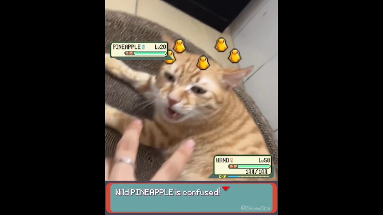 ORANGE CAT gets confused in Pokemon! - EeveeSite #irlpokemon #pokemon #funnycats #pokemonbattle