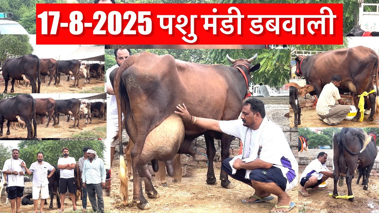 17-8-2025 पशु मंडी डबवाली 