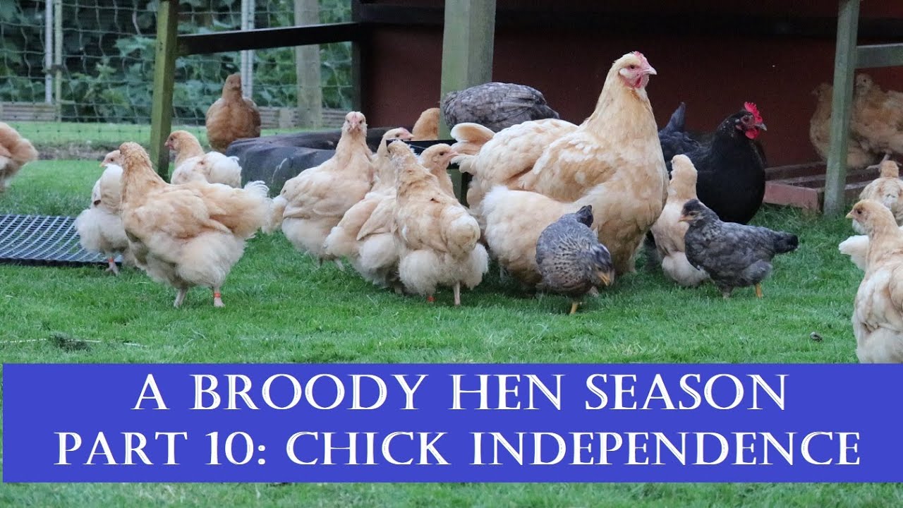 A Broody Hen Season: Part 10 Chick Independence