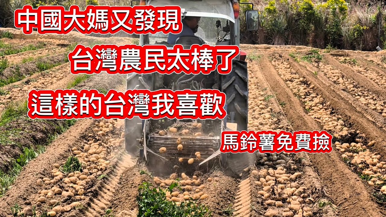 陸配感恩能住台灣太幸褔了❗台灣農民這方面值得其他國家學習❗馬鈴薯根本撿不完