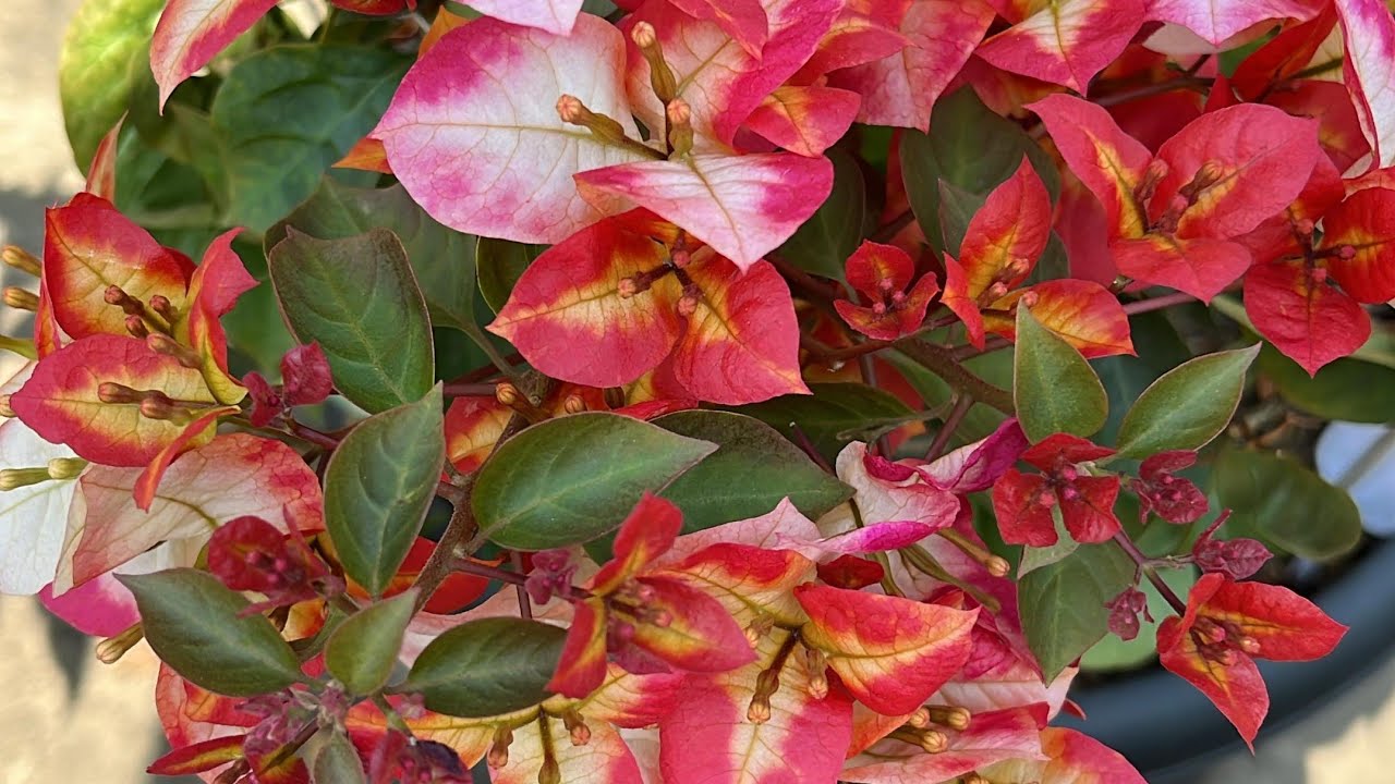 Saron(Bougainvillea) Cheng 100 man atangin a man to thleng. A tawp lamah a par dan awm e.9774756231