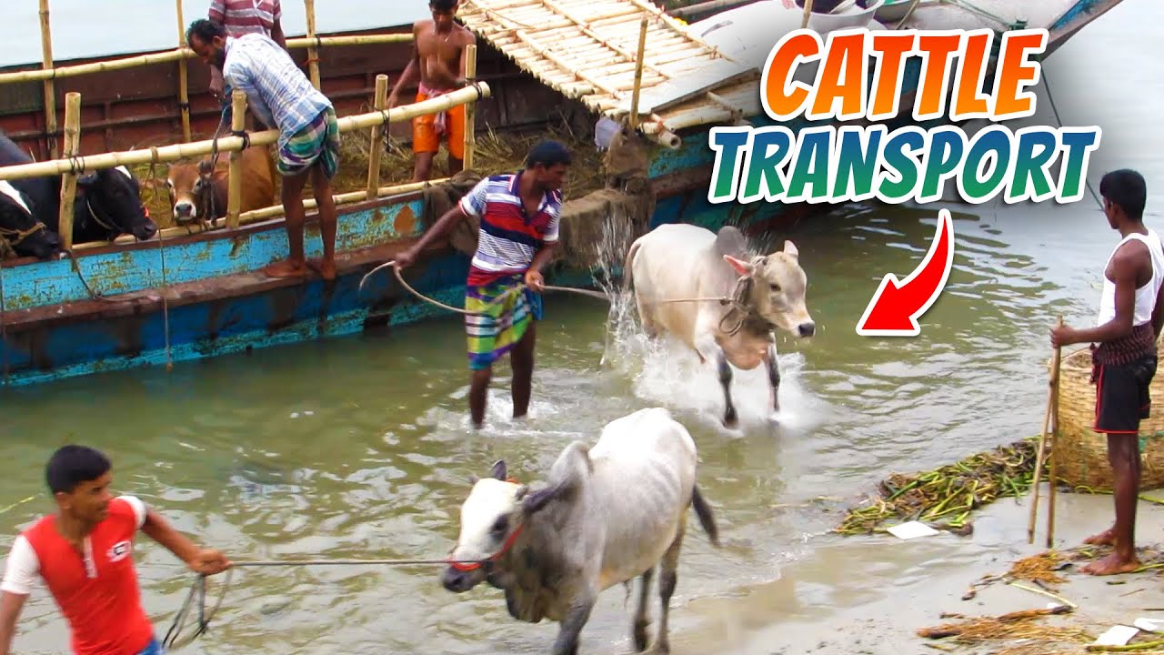Cattle Transportation Using Motor Boats | Livestock Transport | Cow Loading & Unloading