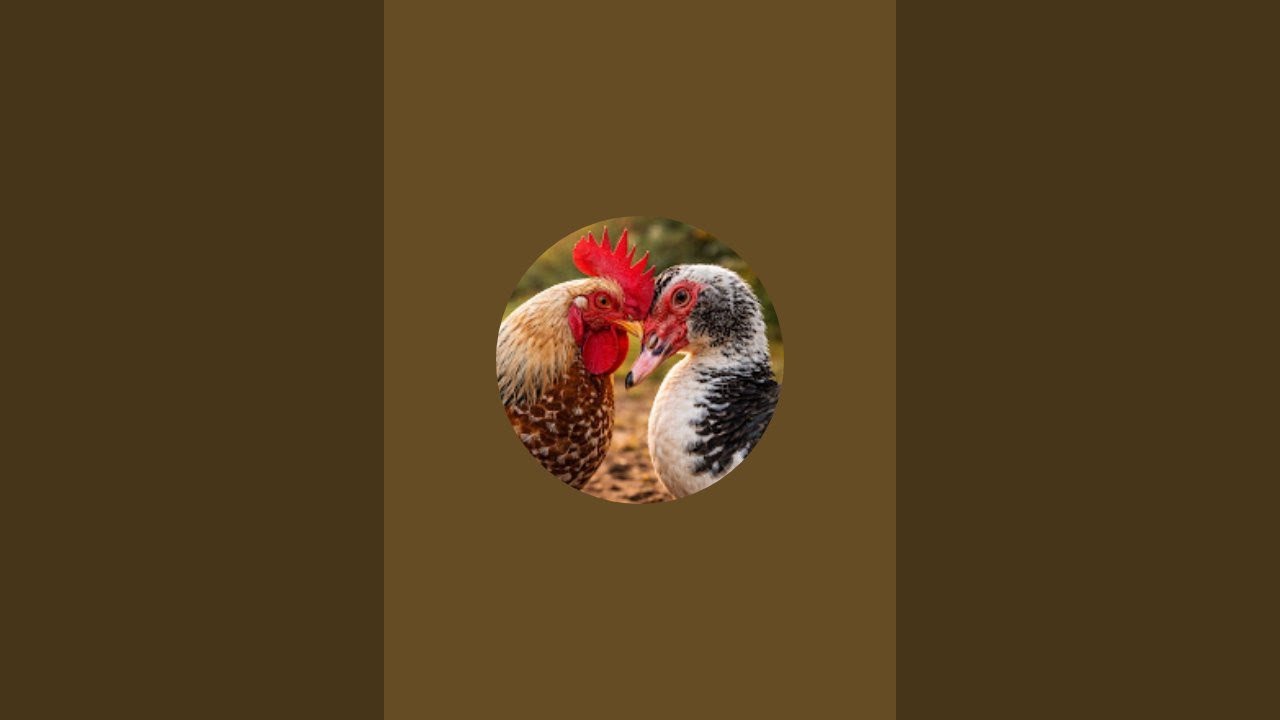 Tâm An Phát Trực Tiếp!