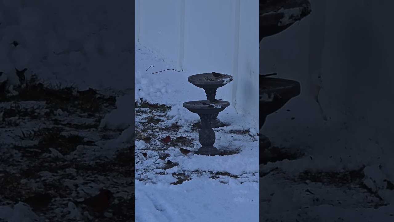 NJ Bird Feeding Cam, Snow Addition 1/22/2026 #birdfeeder