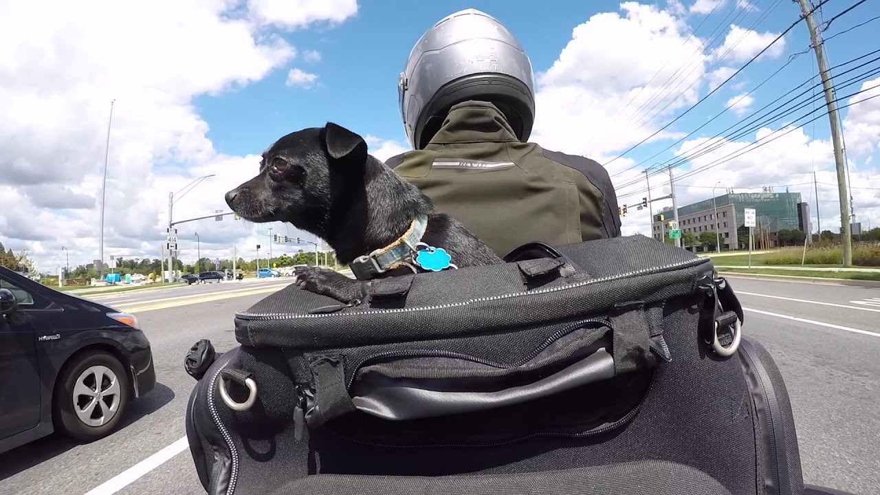 Riding with your dog with the Kuryakyn Pet Palace Bag