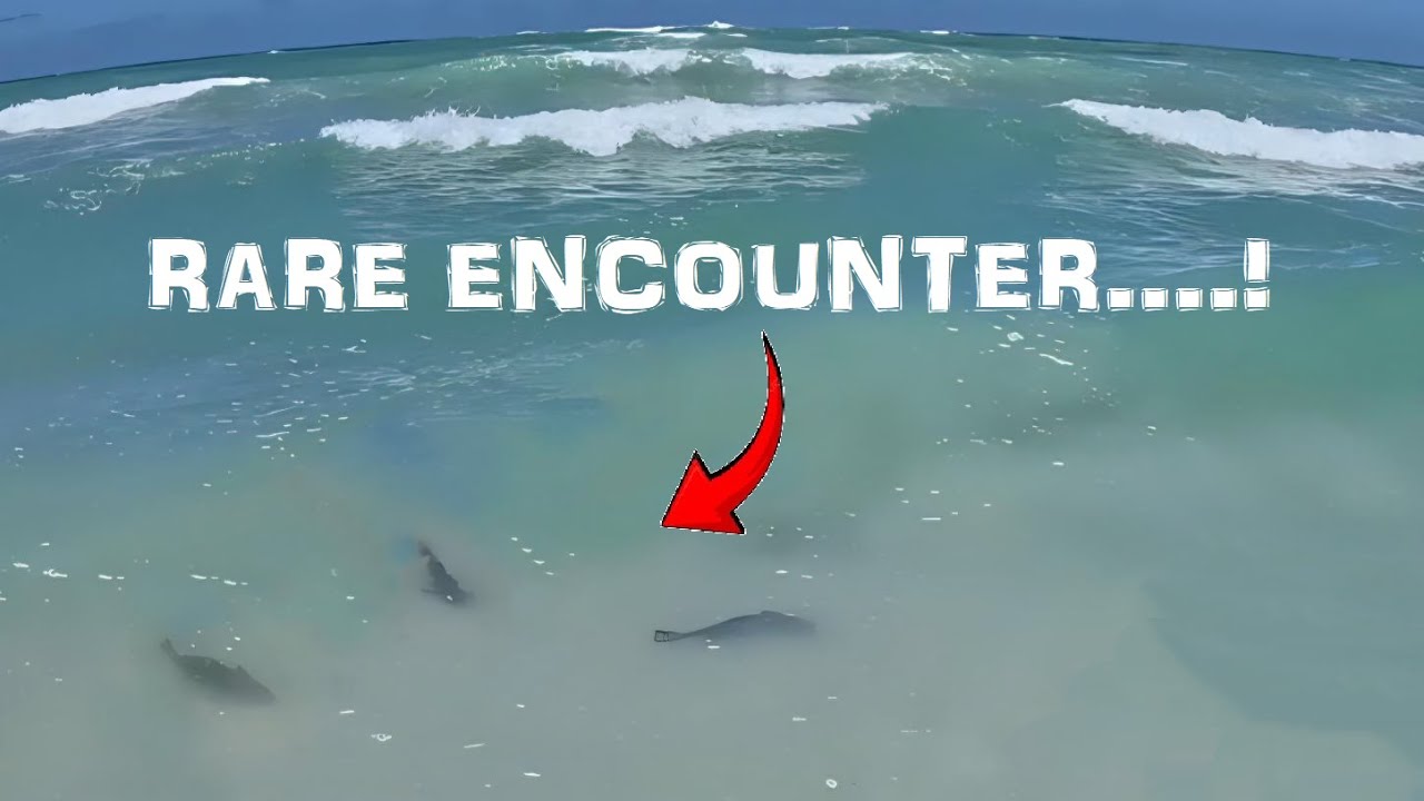 BELMAN/TASSELFISH IN SUPER SHALLOW WATER?!