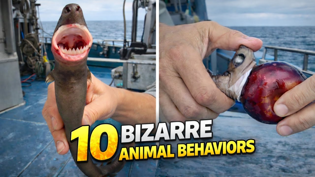 10 BIZARRE Animal Behaviors! 😱