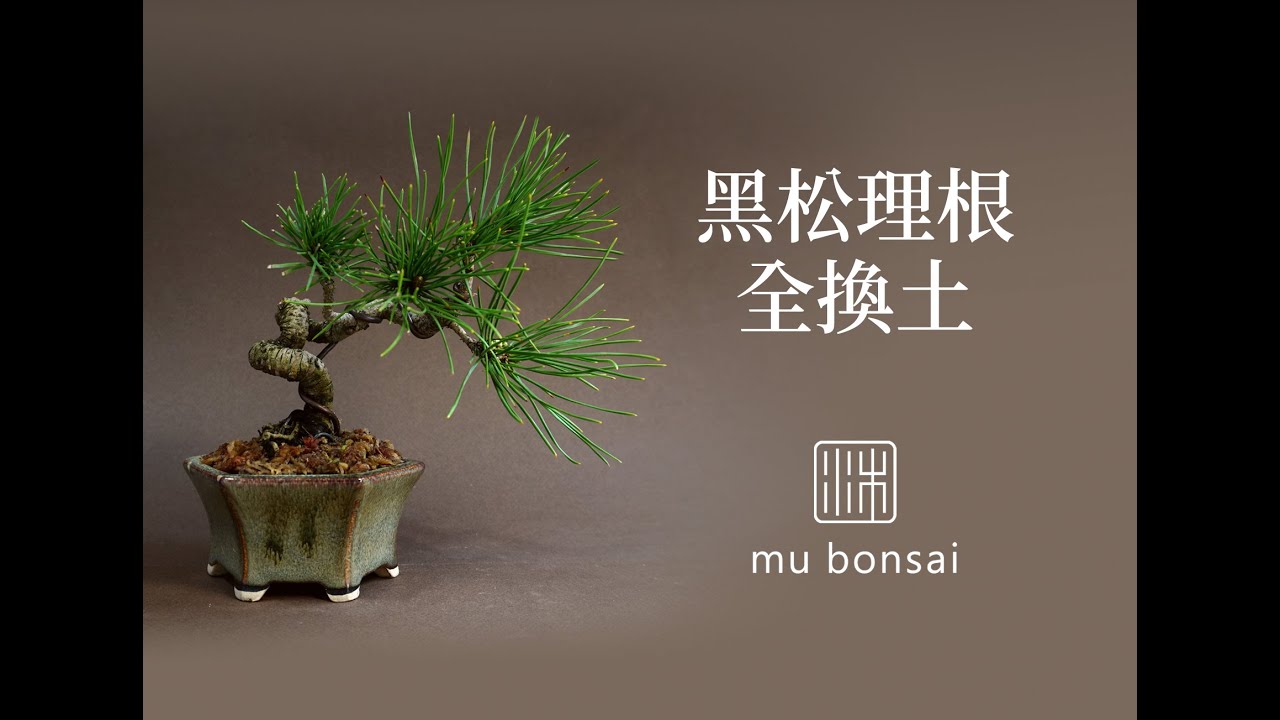 春∣小品黑松Ⅰ 理根上盆 全換土∣請打開字幕 mu bonsai 茉莉愛草 ミニ盆栽