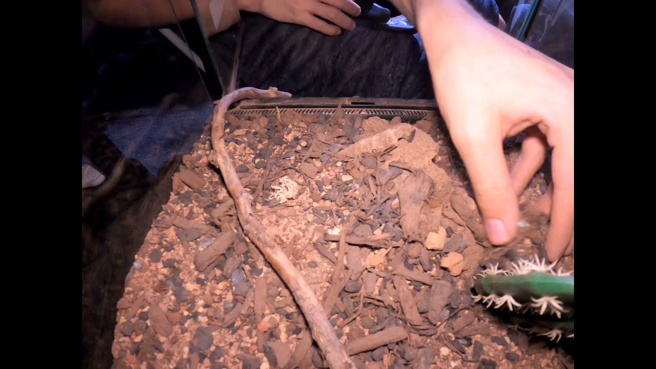 Did some downsizing for my rose hair tarantula Church 🕷️
