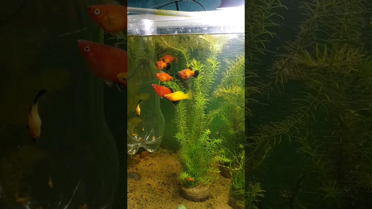 Cria&ccedil;&atilde;o de Platy no aquario plantado🌱🐟
