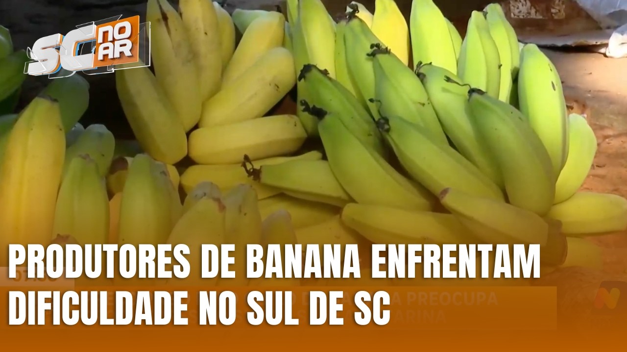 Preço da banana preocupa produtores do Sul de Santa Catarina