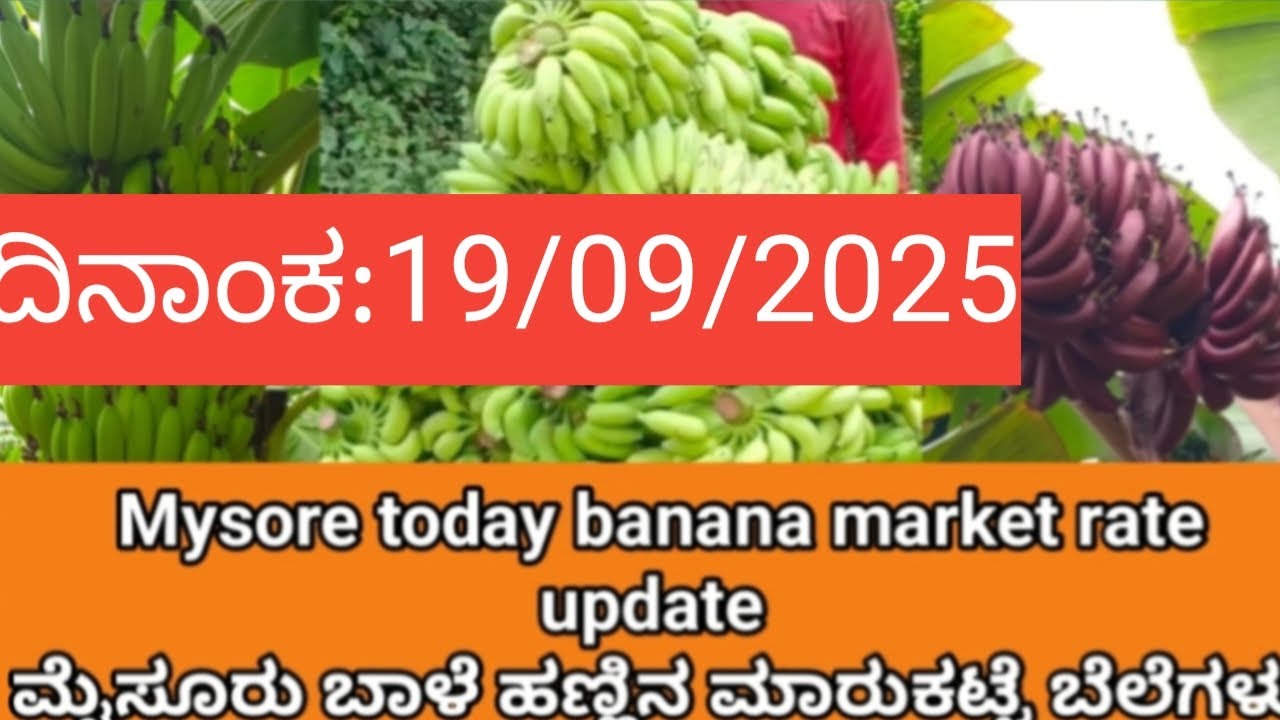 Обновление курса бананового рынка Майсура на сегодняшний день / 19.09.2025