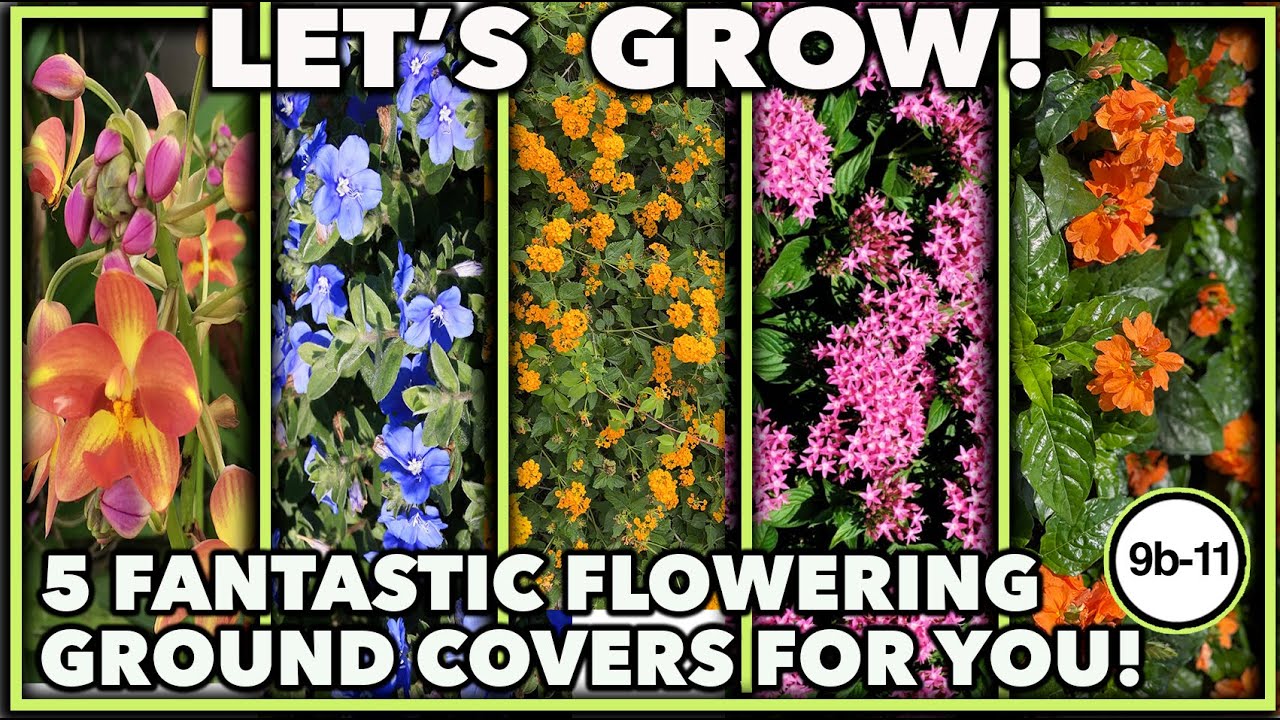 FANTASTIC FLOWERING GROUND COVERS