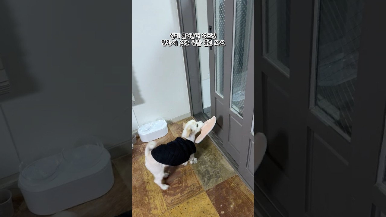 반가우면 일단 무는 강아지